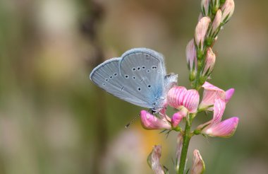 Gün kelebek (Lycaena)