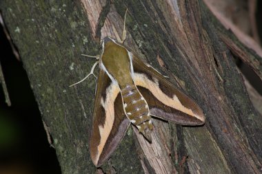 Hawk moth (Hyles gallii) clipart
