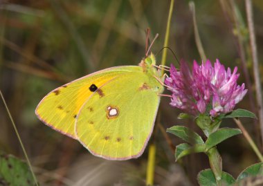 Butterfly (Colias crocea) clipart