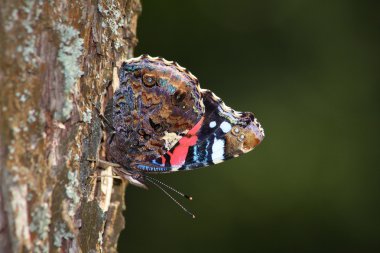 Kelebek (Vanessa atalanta)