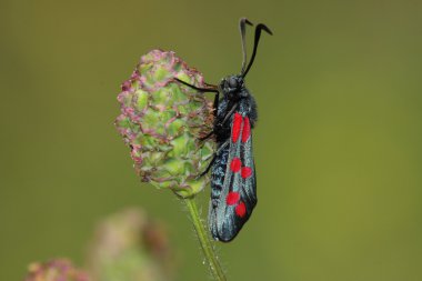 Gün güve (Zugaena filipendulae)