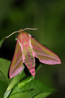 Pembe hawk güve (Deilephila elpenor)