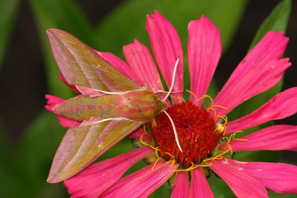 Vlinders (Deilephila elpenor) — Stockfoto