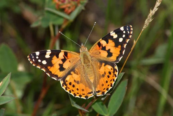 Schmetterling (vanessa cardui)) — Stockfoto