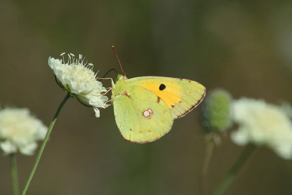 Buterfly (Colias żółtawy) — Zdjęcie stockowe
