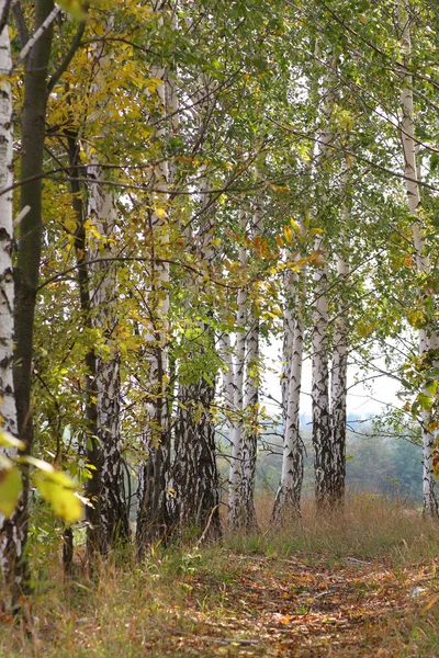 Birches arvoredo — Fotografia de Stock
