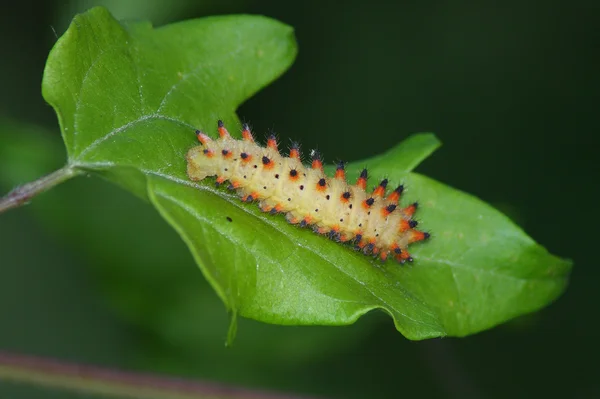 Butterfly caterpillar (Z. polyxena) — Stock Photo, Image
