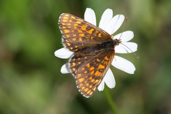 Butterfly (Melitaea ssp.) — Stock Photo, Image
