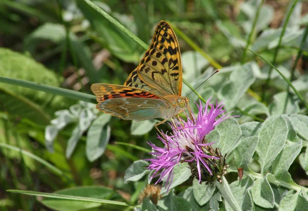 Бабочка ("Аргинис пандора") ) — стоковое фото