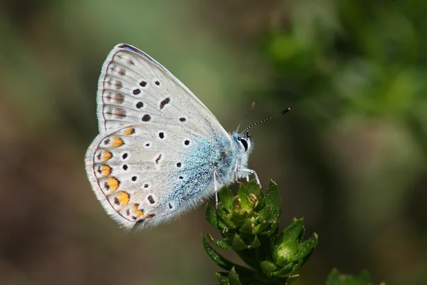 Бабочка (Lycaena icarus ) — стоковое фото