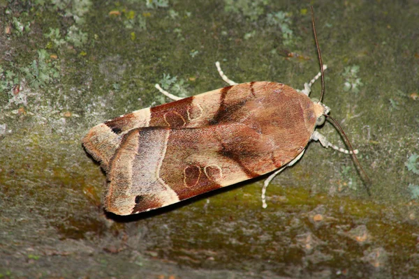 Natt moth (Noctua ssp.) — Stockfoto
