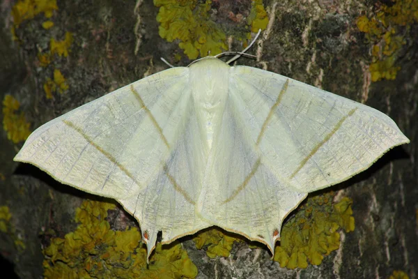 Natt moth (Geometrida ssp.) — Stockfoto