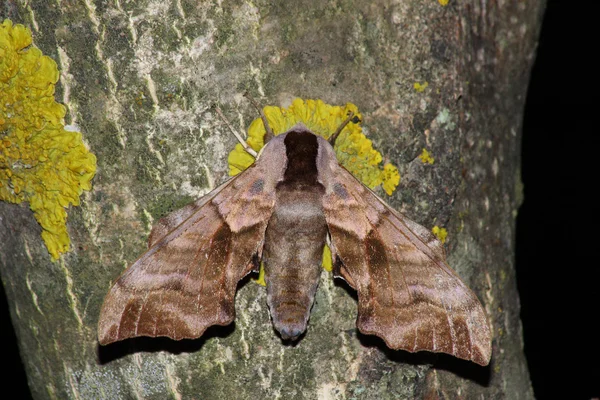 Vlinders (Smerinthus ocellatus) — Stockfoto