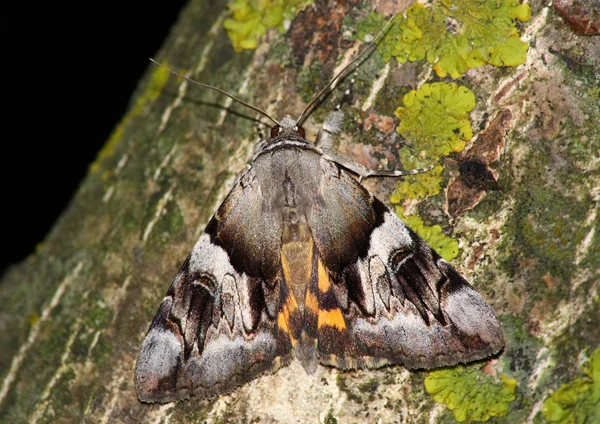 Moth (Catocala ssp.) — Stockfoto