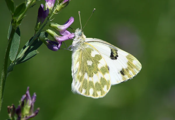 Butterfly (Pontia edusa) — Stock Photo, Image