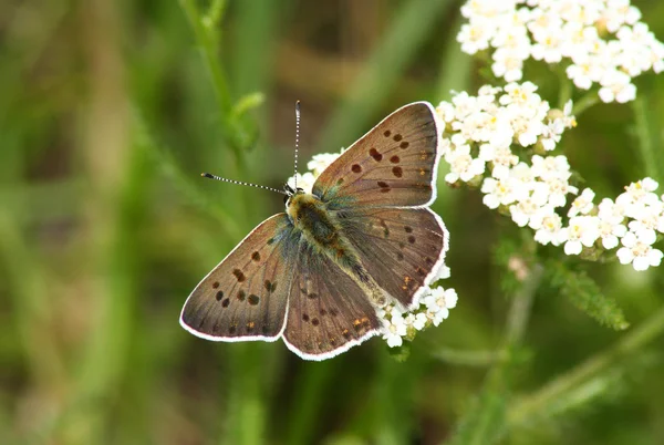 Denní motýl (Heodes ssp.) — Stock fotografie