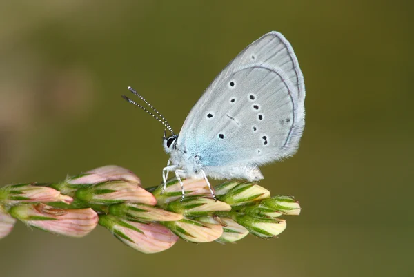 Day butterfly (Lycaena) — Stock Photo, Image