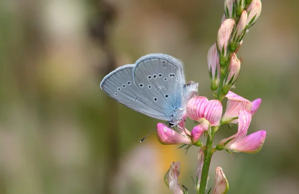 Day butterfly (Lycaena) — Stock Photo, Image