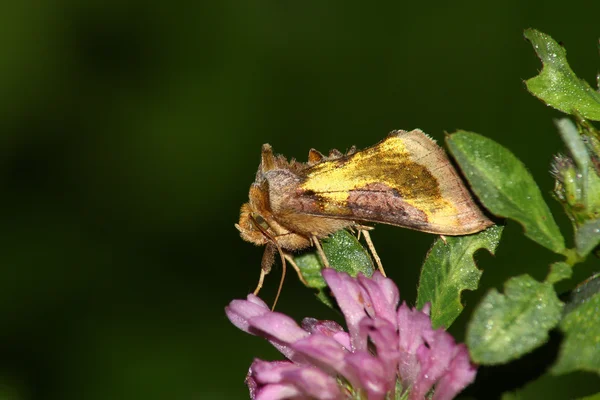 Nacht nachtvlinder (Noctua ssp.) — Stockfoto