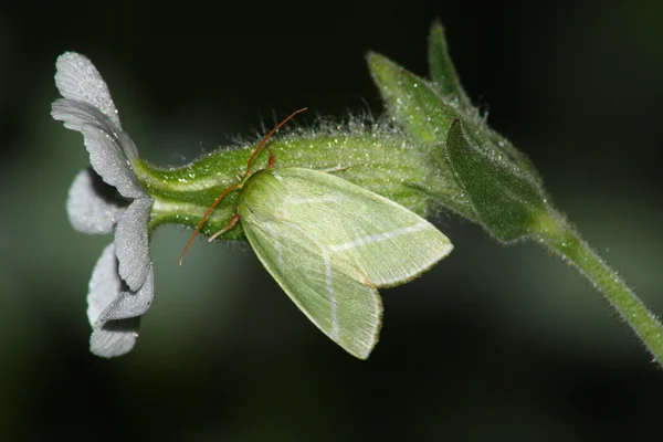 夜の淡い緑色の蛾 — ストック写真