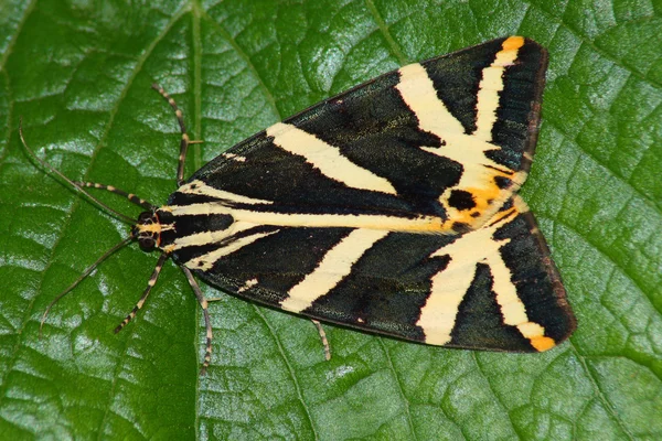 Nachtvlinder (Callimorpha hera) — Stockfoto