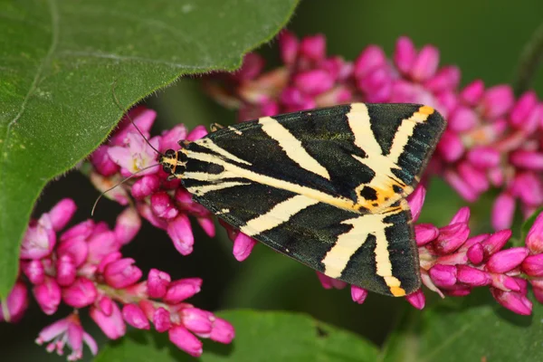 Tiger moth (Callimorpha hera) — Zdjęcie stockowe