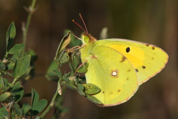 Motyl (Colias żółtawy) — Zdjęcie stockowe