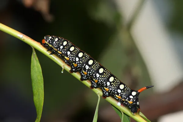 Hawk moth caterpillar (Hyles euphorbiae) — Stock Photo, Image
