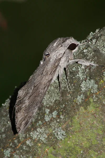 Hawk moth (Sphinx convolvuli) — Stockfoto