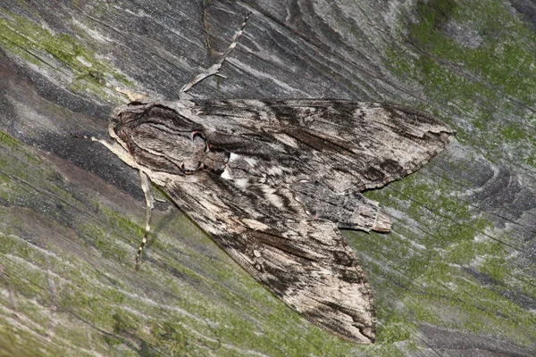 Hawk moth (Sphinx convolvuli) — Stockfoto
