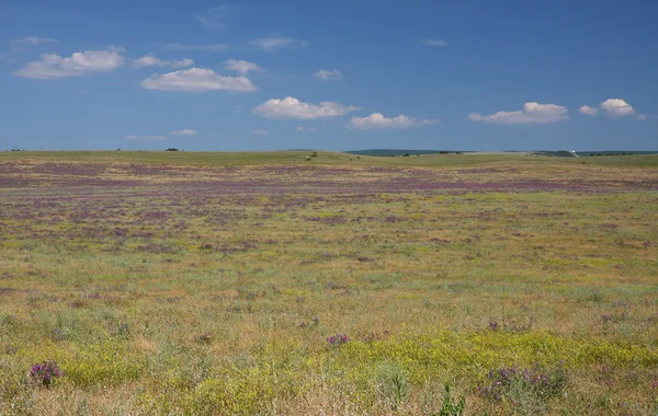 蓬勃发展的草原 — 图库照片