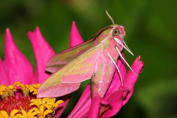 Roze hawk moth (Deilephila elpenor) — Stockfoto