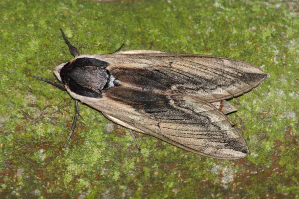 Hawk moth (Ligusterpijlstaart) — Stockfoto