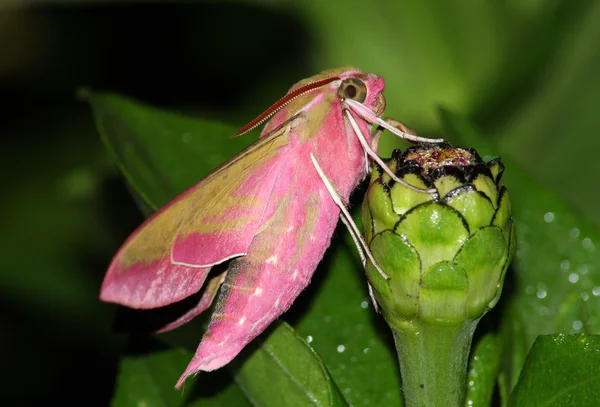 Roze hawk moth (Deilephila elpenor) — Stockfoto