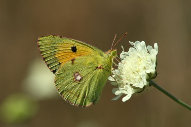 Butterfly (Colias crocea) clipart