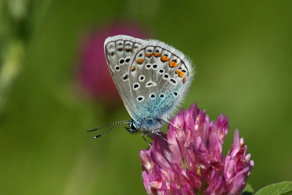 Butterfly (Lycaena icarus) — Stock Photo, Image