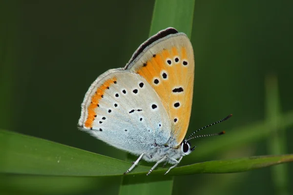 Motýl (Heodes dispar) — Stock fotografie