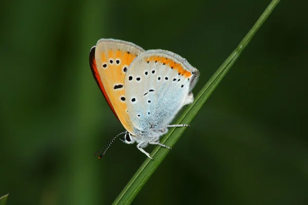 Farfalla (Eodi dispar ) — Foto Stock