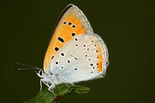 Papillon (Heodes dispar ) — Photo