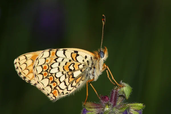 Motyl (Melitaea ssp.) — Zdjęcie stockowe