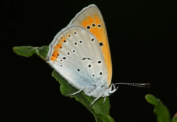Motýl (Heodes dispar) — Stock fotografie