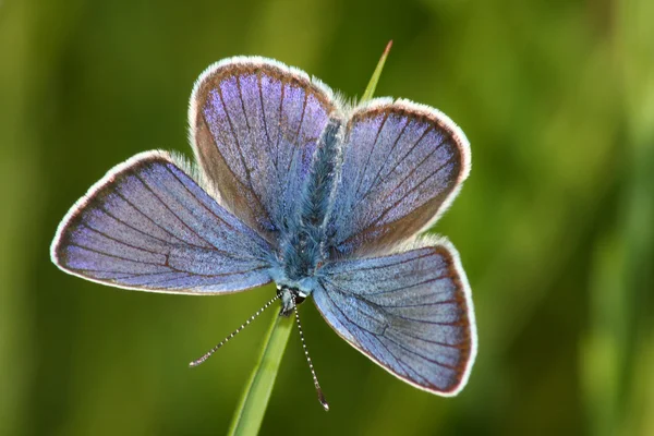 Butterfly (Lycaena argus) — Stock Photo, Image