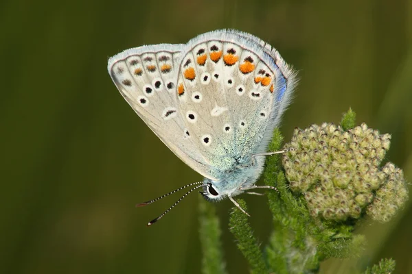 Farfalla (Lycaena icarus ) — Foto Stock