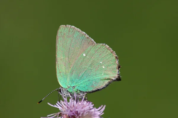 Schmetterling (Calloryphus rubi)) — Stockfoto
