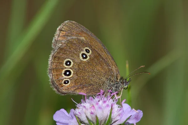 Day butterfly (Satyrus) — Stock Photo, Image