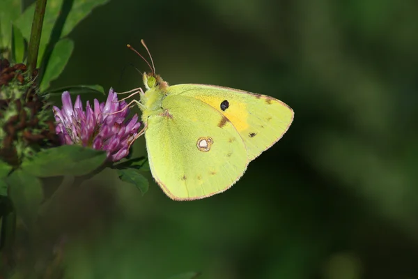 Butterfly (Colias crocea) — Stock Photo, Image