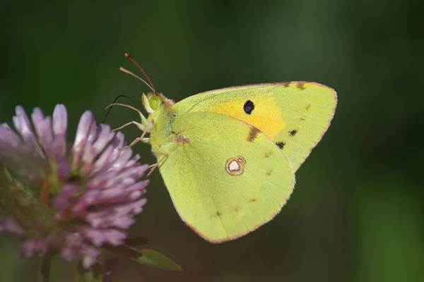 Butterfly (Colias crocea) — Stock Photo, Image