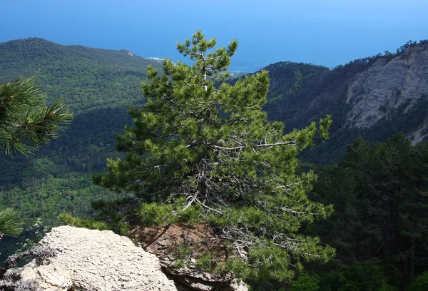 Pine in Crimea mountains