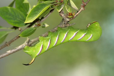 Hawk moth caterpillar (Sphinx ligustri) clipart