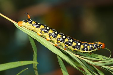 Hawk güve caterpillar (Hyles euphorbiae)